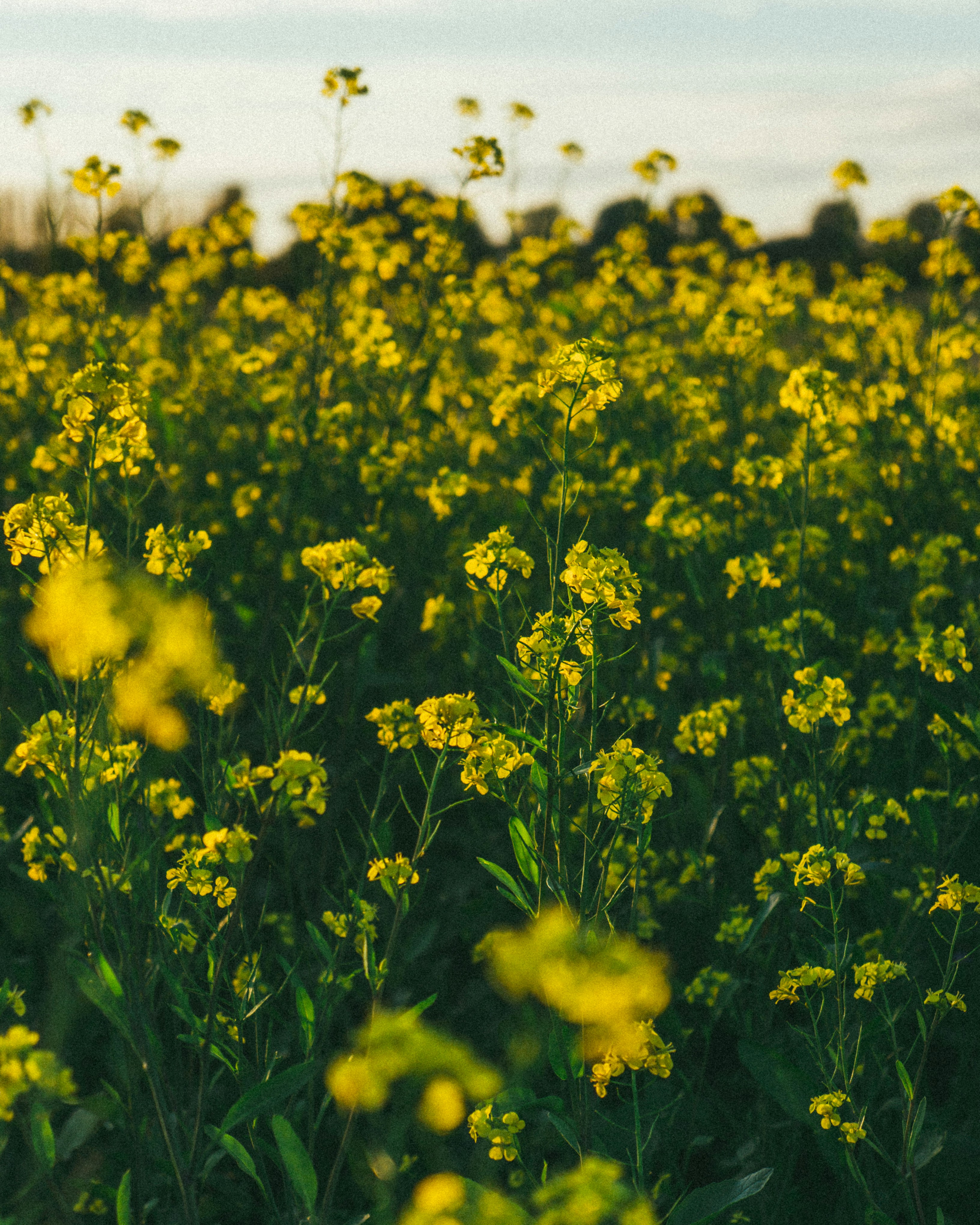 Mustard Seeds